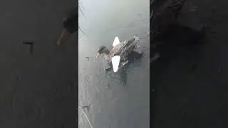 Активная приманка чучело утки Lucky Duck Lucky Splasher 