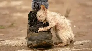 Acts Of Kindness Towards Animals That Asked People for Help!