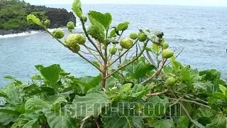 Моринда ★ Сок Нони НСП ★ Noni juice NSP. Моринда - БАД НСП плодов, листьев, корней в капсулах