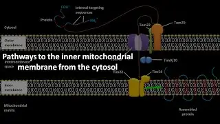 Pathways to the inner mitochondrial membrane from the cytosol .