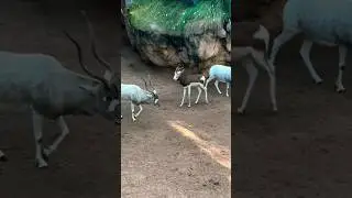 Beautiful Oryx Trying to Do Love || Animals in city