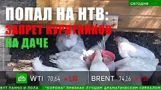 Мой ролик про запрет кур несушек на даче - в программе Сегодня на НТВ