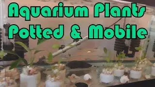 Aquarium Plants - Potted & Mobile