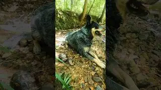 Blue Heeler Finds Turtle🐢🐾