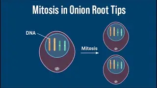 How To: Observe Mitosis in Onion Root Tips