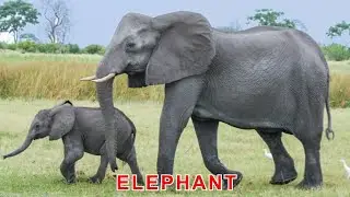 Learn the names of the animals of the world in English. Learn the sounds of animals.
