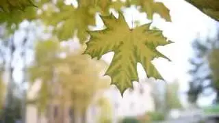 ЛИСТ  КЛЁНА ДЛЯ ВЫРЕЗАНИЯ