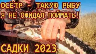 САДКИ 2023 / ПОЙМАЛИ ОСЕТРА ! /// Рыбалка на Кубани 2023 /// Выпуск № 31