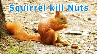 Squirrel kills nuts | Белка убивает орехи :)