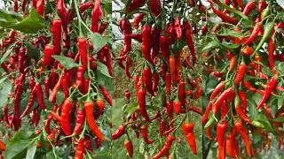 How to grow chili from cuttings || grow chili at home