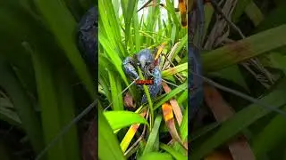 RARE BLUE CRAWFISH 🦞🧢 | Louisiana Crawfish Company