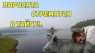 ПОРОСЯТА СТРЕМЯТСЯ В ТАЙГУ!..