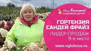 Гортензия метельчатая Сандей Фрейз