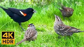 Cat TV for Cats to Watch 😺 Birds love spring. Flowers bloom. Grass is green. 🐦 8 Hours(4K HDR)