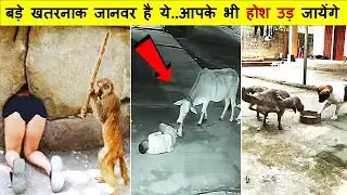 इस गाय ने इन्सान के साथ जो किया उसे देखकर आप भी हैरान रह जायेंगे | Animal Moments Comedy Caught Live