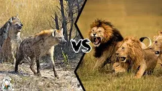 LION PRIDE VS HYENA CLAN - Who Wins This Fight?