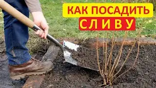 Осенняя посадка сливы - как это делаю я. Все просто и без заморочек