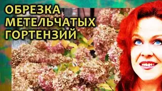 Обрезка метельчатой гортензии. Пособие для начинающих. Подробно обо всех тонкостях.