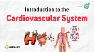 Introduction to the Cardiovascular System Physiology | Medical Student Overview