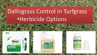 Control Dallisgrass in Turf