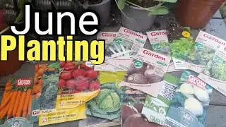 What to Plant in June UK | Gardening for Beginners