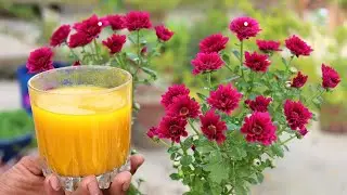 4 unknown Uses of Turmeric Powder (Haldi) for gardening Plants || Natural fungicide for any plants