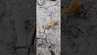 Мурахи гуртом тягнуть шмат м'яса)