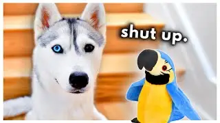 Husky Meets a TALKING Parrot! (Can they be friends?)