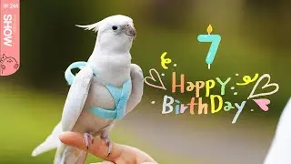今天，我是只7岁的小鸟啦！！生日快乐！#cockatiel #cute #lovely