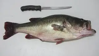 HOW TO FILLET A BASS