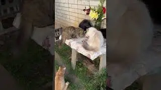 Пуся на донаты устроила Ребятам пир на весь мир 🎂 