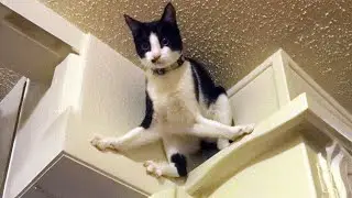 Try Not To Laugh 🤣 New Funny Tuxedo Cats Video 2024 😹