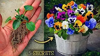 5-SECRET Tips For Pansy Plant Care! - Get 100+ Pansy Flowers This Way.