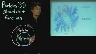 Topic 5.1 - Intro to Protein Structure and function