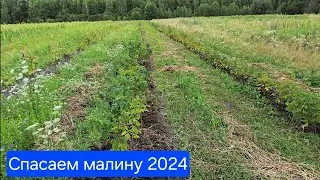 Как спасти Малину / Малина 2024