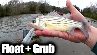 Float fishing with a Grub - Spring Yellow Bass And Bluegill Fishing