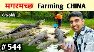 Crocodile farming China