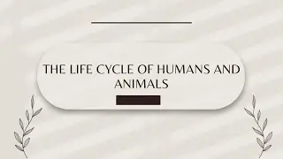 Life Cycles of Humans and Animals