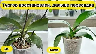 ТУРГОР орхидеи восстановлен теперь ПЕРЕСАДКА орхидеи