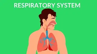 Respiratory System | How we breathe | Video for kids