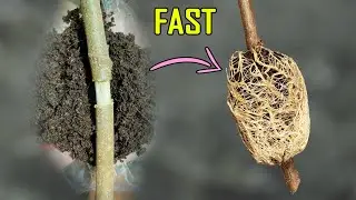 AIR LAYERING RESULTS – QUICKEST METHOD OF CLASSIC AIR LAYERING TO PROPAGATE PLANTS