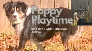 Puppy Playtime: Mini Australian shepherd going crazy for neighbor's dog AGAIN