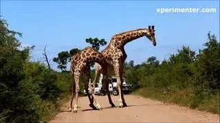 Танец жирафа. Аргентинское танго. GiraffeDance.