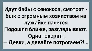 Как Бабы в Поле На Быка Напали! Сборник Свежих Анекдотов! Юмор!