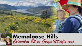 Discover the Memaloose Hills: Wildflower Paradise just Outside Hood River, OR