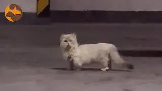 Encountered a One-Eyed Stray Cat in the Underground Parking Lot, Her Eye Oozing Pus