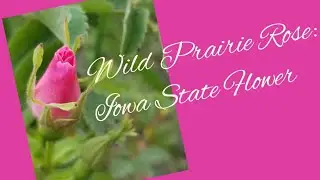 Wild Prairie Rose the Iowa State Flower