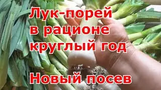 Посев лука-порея на рассаду. Полезный лук порей в нашем рационе круглый год. Как хранить лук порей