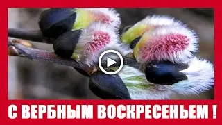 Лучшее поздравление с Вербным Воскресеньем!