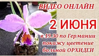 Вирус у орхидеи. Цветение через год  Cattleya mossiae.